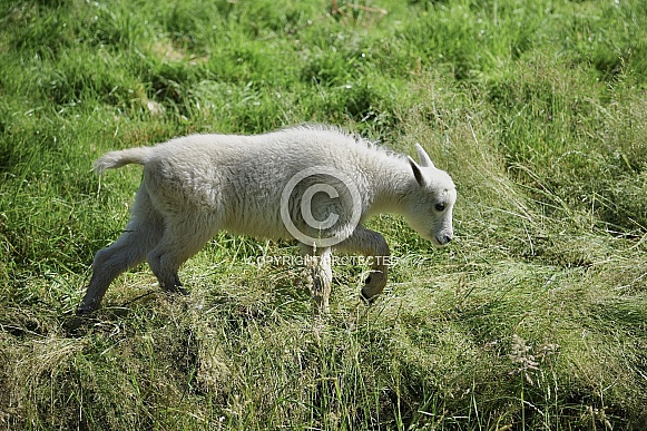Baby Mountain Goat Baby Mountain Goat