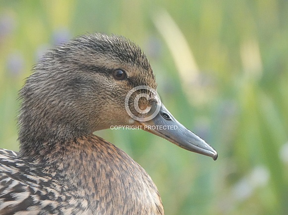Mallard female