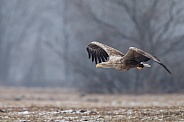 White tailed eagle or European Eagle