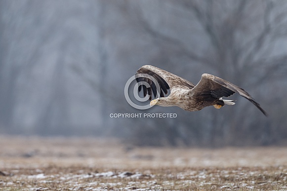 White tailed eagle or European Eagle