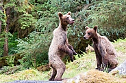 Two playful grizzly bear cubs