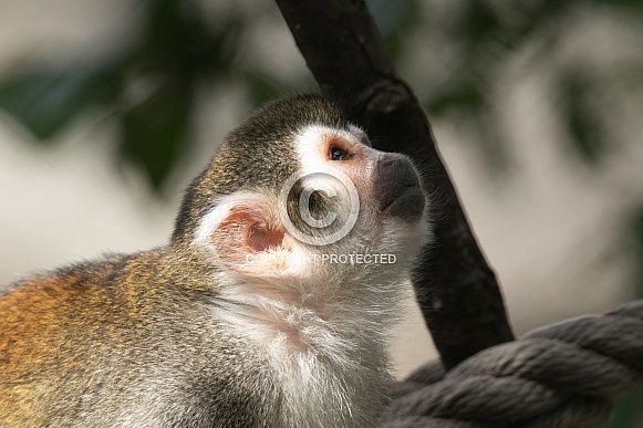 Young squirrel Monkey Young squirrel Monkey