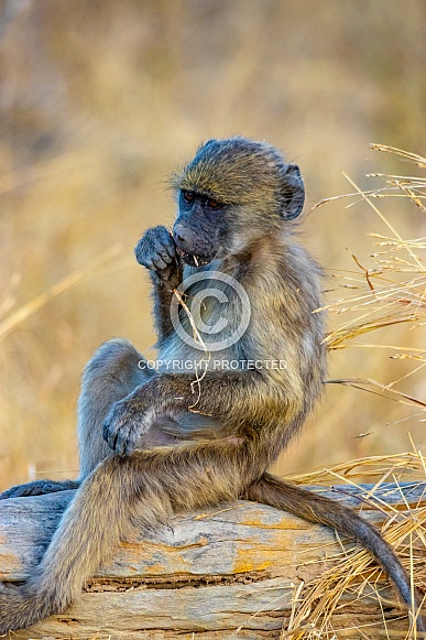African Baboon