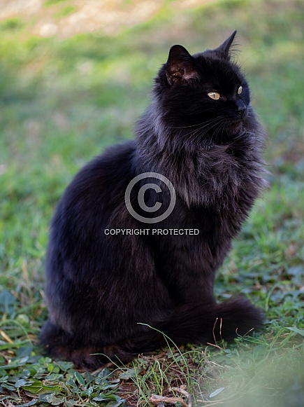 Longhaired Black Cat in Grass