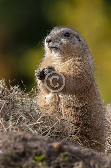 Could you reduce the size below 12mb so we can approve it to the website?
Thank you. Could you reduce the size below 12mb so we can approve it to the website?
Thank you.