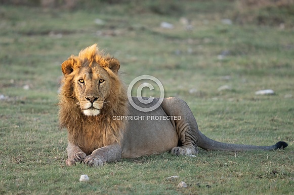 Lion looking into the camera at sunset Lion looking into the camera at sunset