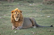 Lion looking into the camera at sunset