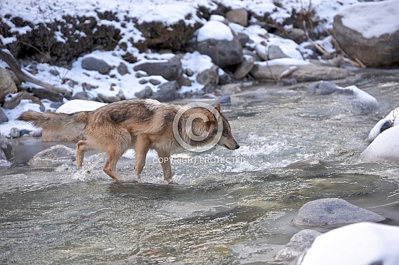 Grey Wolf