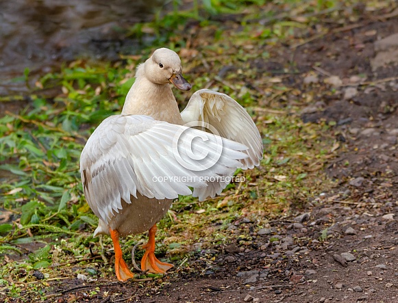 Duck