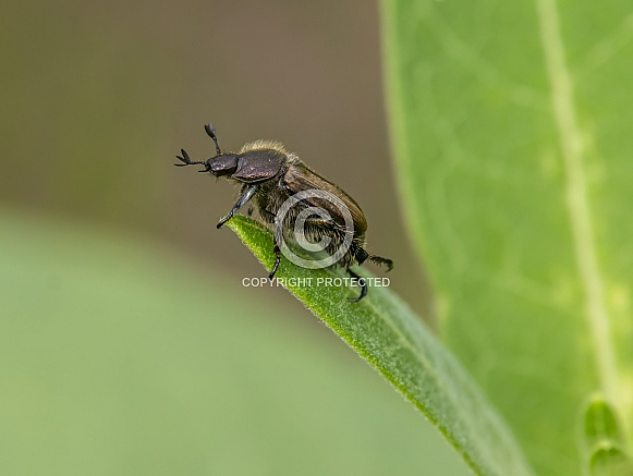 Sand Chafer Beetle Sand Chafer Beetle