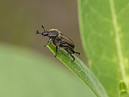 Sand Chafer Beetle