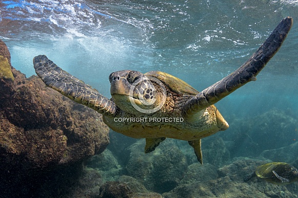 Green sea turtle