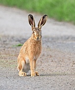 Brown Hare