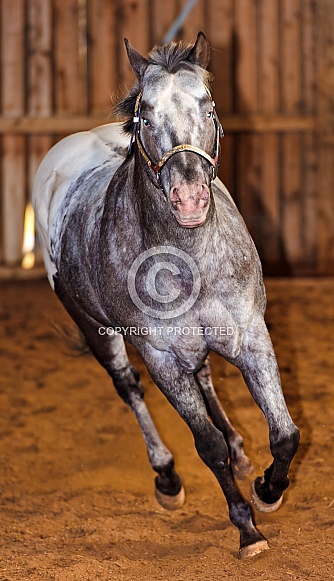 Grey Horse Grey Horse