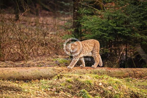 Eurasian lynx in the nature habitat. Beautiful and charismatic animal. Wild Europe. European wildlife. Animals in european forests. Lynx lynx.