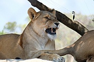 African Lion