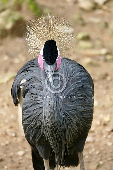 Black-crowned Crane Black-crowned Crane