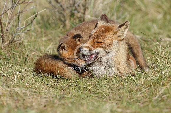 Red fox cubs