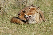 Red fox cubs