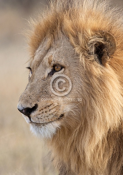 Lion (Panthera leo) - Botswana Lion (Panthera leo) - Botswana