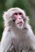 Japanese macaque (Macaca Fuscata)