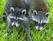 Raccoons