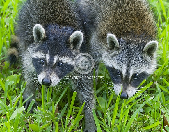 Raccoons