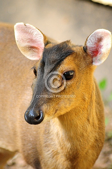 Reeves Muntjac Doe (Muntiacus reevesi)