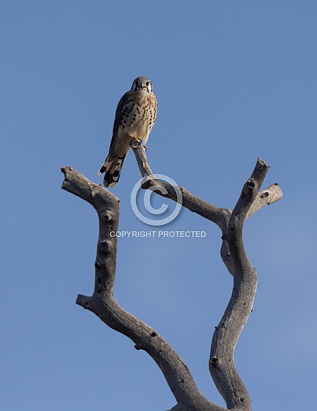 American Kestrel, Falco sparverius