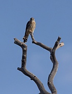 American Kestrel, Falco sparverius