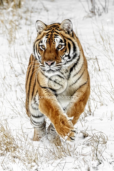 Siberian Tiger-On The Hunt