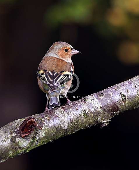 Chaffinch