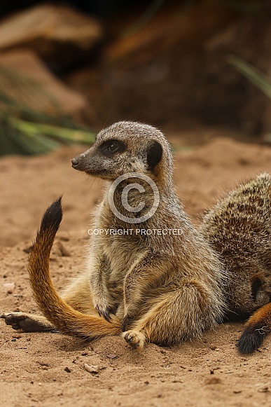 Meerkat