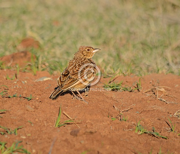 Rufous-naped Lark