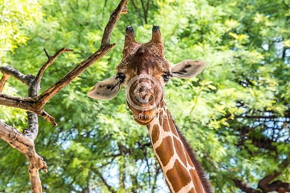 Giraffe