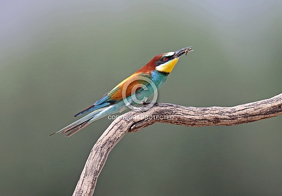 Bee eater