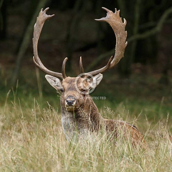 Fallow deer Fallow deer
