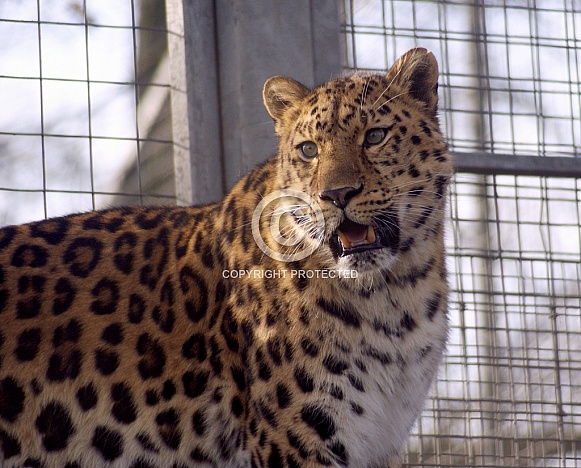 Leopard