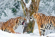 Amur Tigers in Snow
