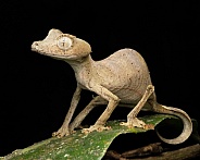 Satanic Leaf-Tailed Gecko