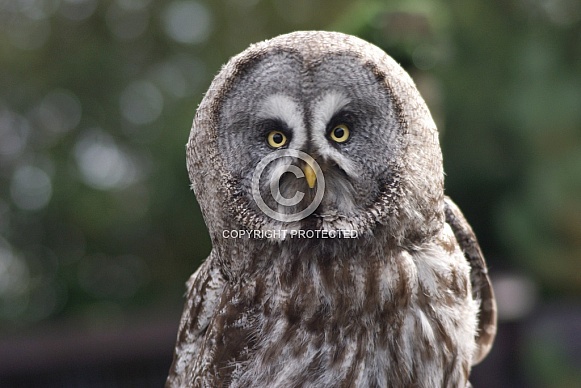 Great Grey Owl