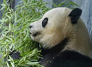 Giant Panda