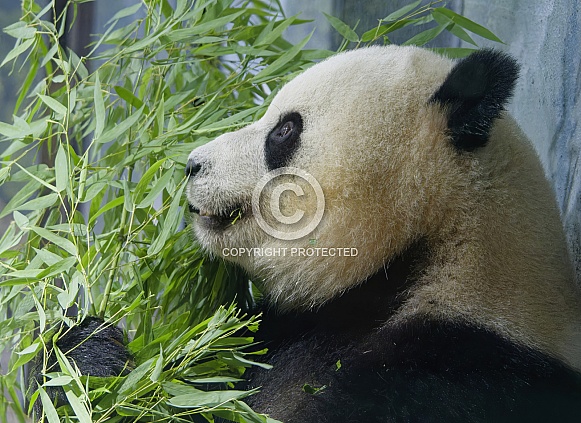 Giant Panda