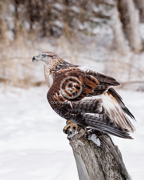 Ferruginous Hawk Ferruginous Hawk