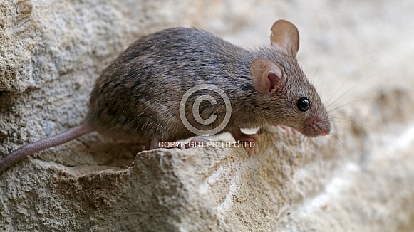 Mouse (Mus musculus)