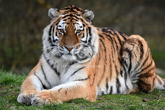 Siberian Tiger Siberian Tiger