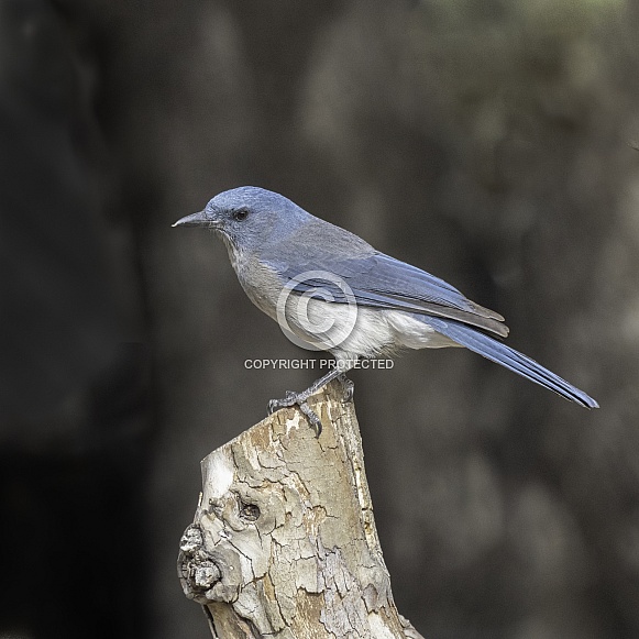 A Mexican Jay in Arizona