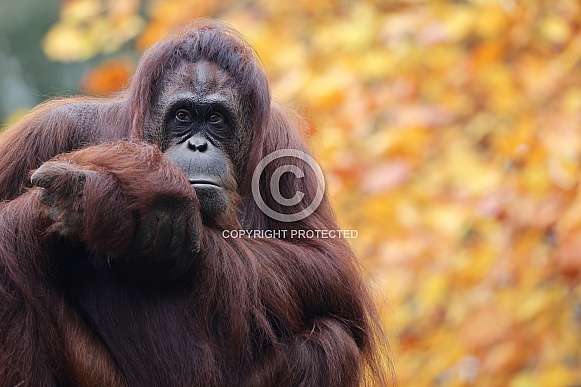 Bornean orangutan (Pongo pygmaeus) Bornean orangutan (Pongo pygmaeus)