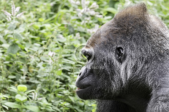Western Lowland Gorilla Face Side Profile