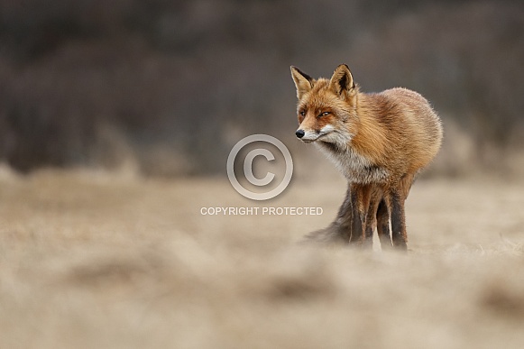 Red fox and cubs Red fox and cubs